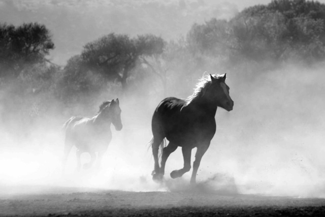 horse-herd-fog-nature
